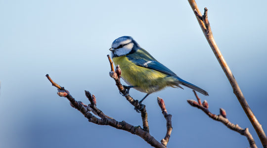 Vogelnährgehölze