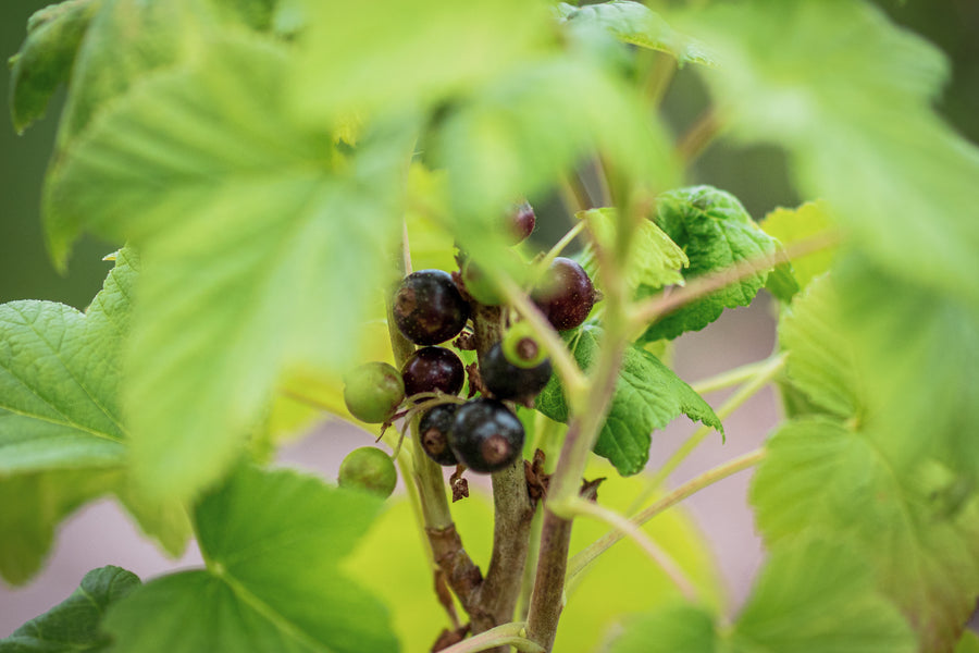 Schwarze Johannisbeere Mortii, Trieb mit Blättern und reifenden Früchten