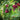 Kupfer-Felsenbirne, reife Beeren im Detail