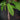 Paw Paw Mango, Blatt im Detail