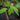 Paw Paw Mango, Blatt im Detail