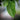 Paw Paw Overleese, Blatt im Detail