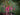 Magellan-Fuchsie Gracilis, geöffnete Blüten im Detail