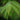 Butternuss Kenworthy, Blatt im Detail