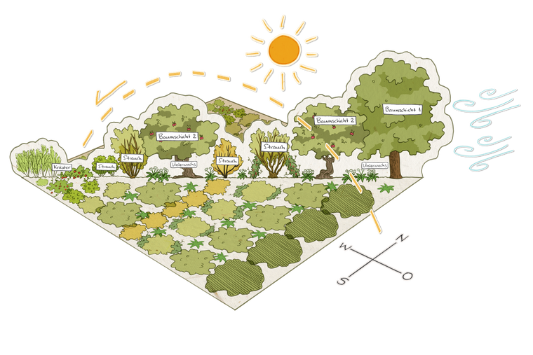 Waldgarten, schematische Darstellung