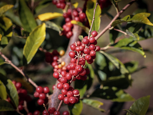 Gehölze mit Beeren und anderen kleinen Früchten