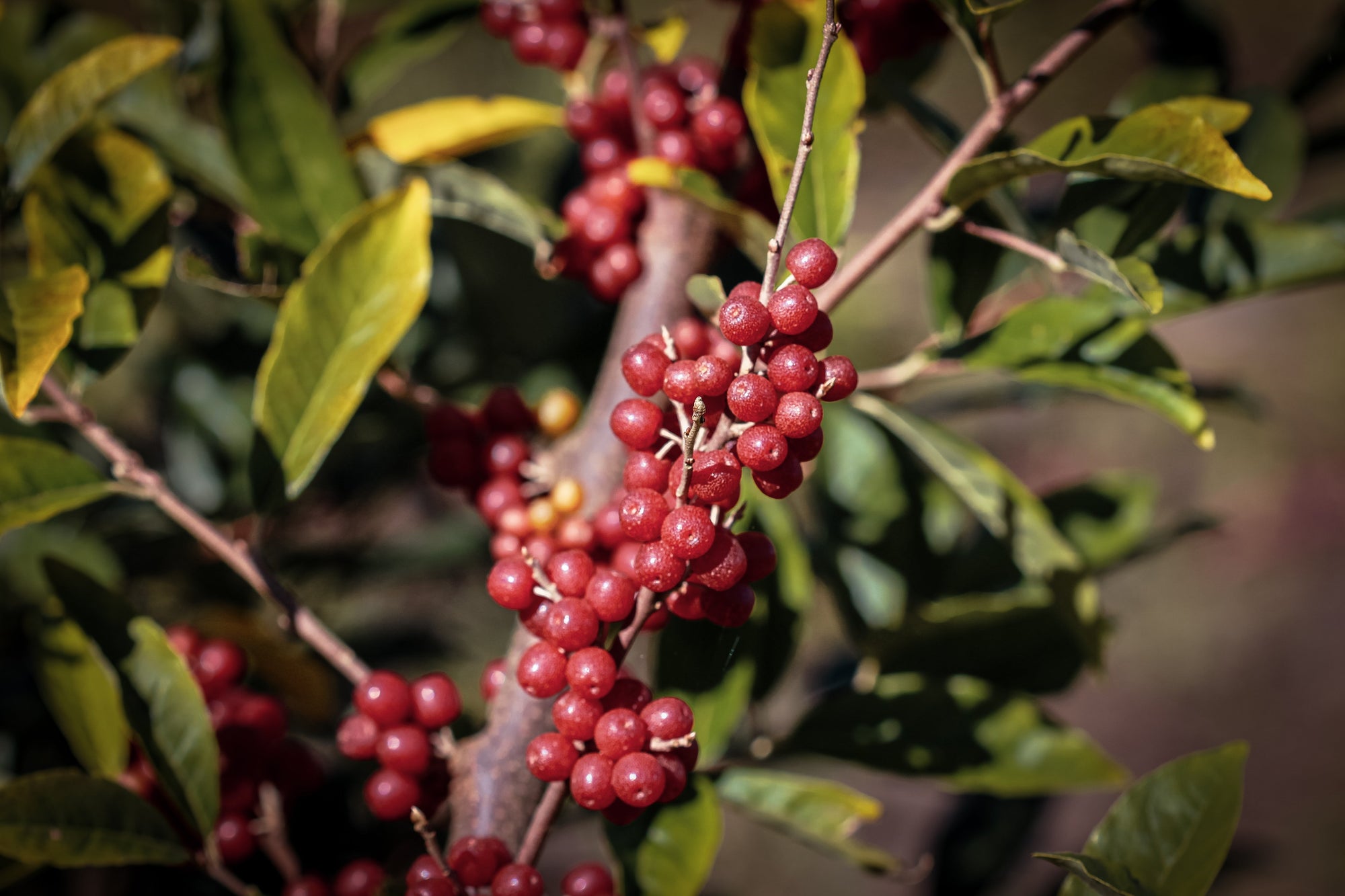 Gehölze mit Beeren und anderen kleinen Früchten