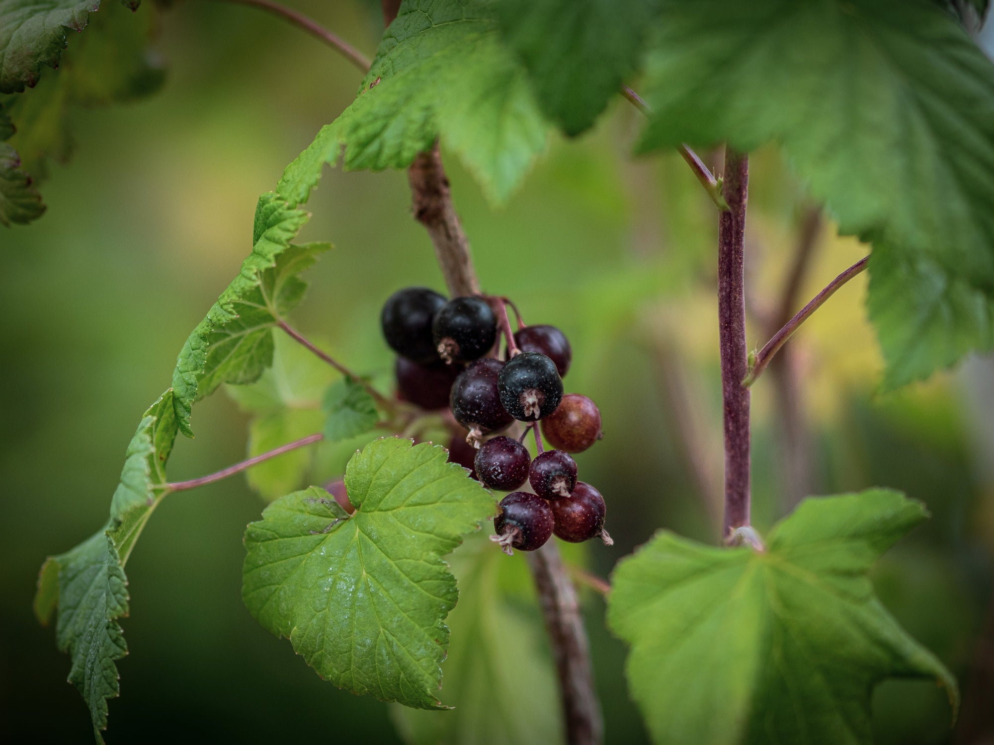 Johannisbeeren