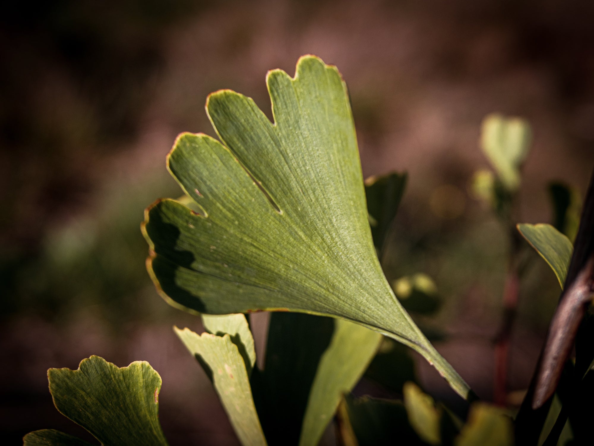 Ginkgos