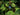 Sibirische Blaubeeren