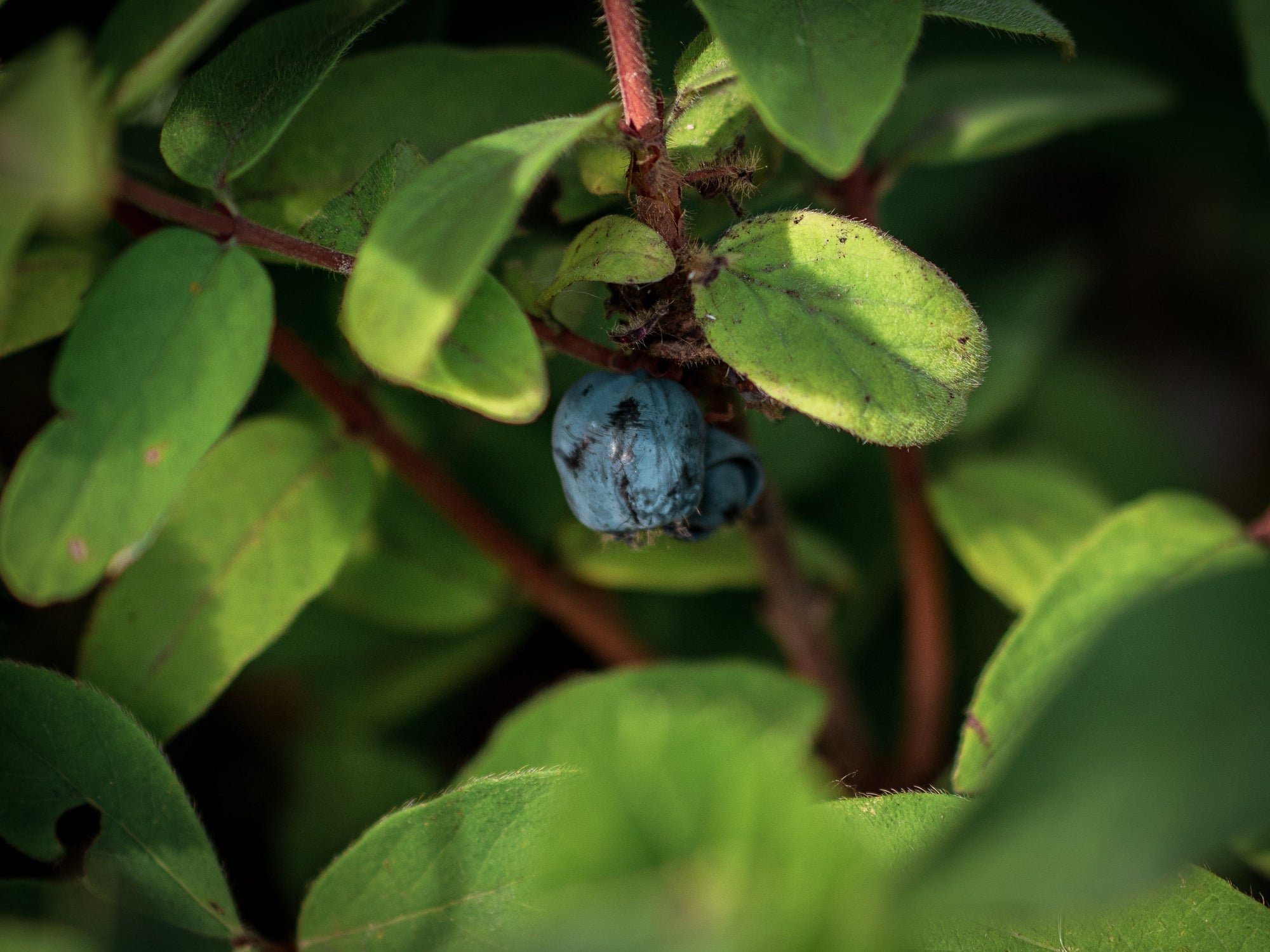 Sibirische Blaubeeren