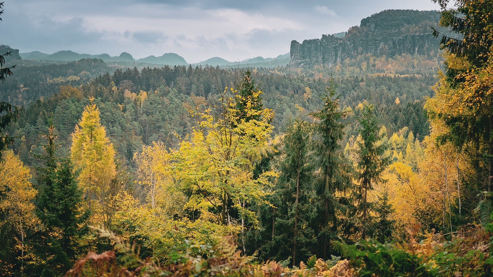 Mischwald im Elbsandsteingebirge im Herbst