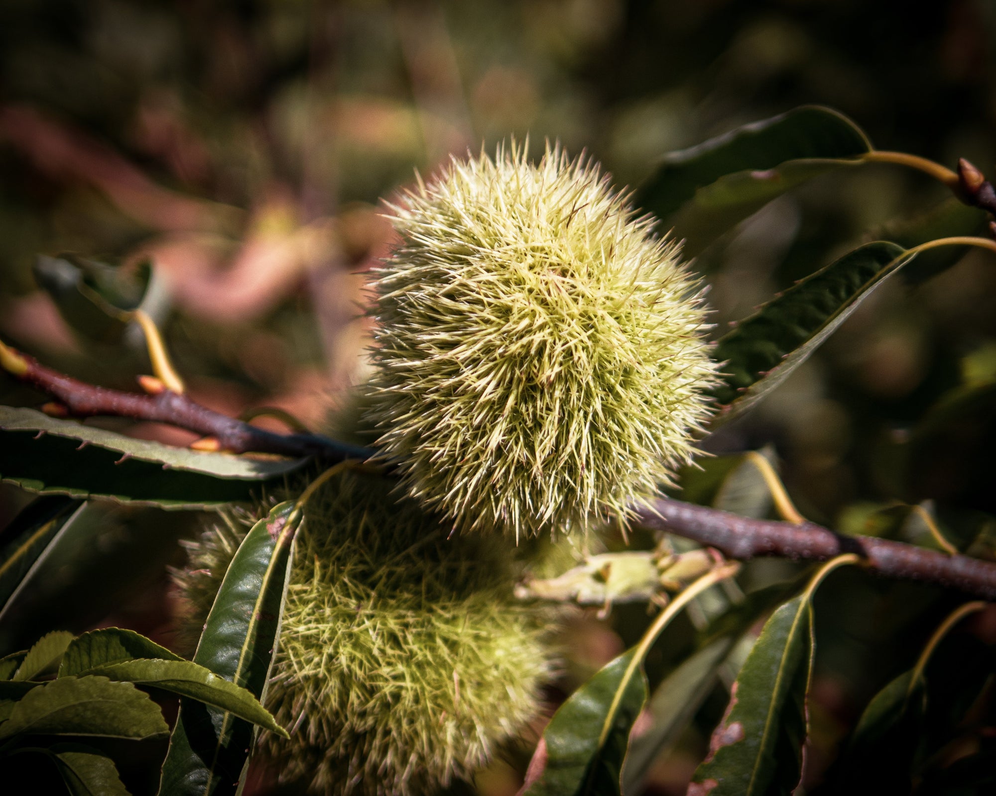 Im Herbst ernten