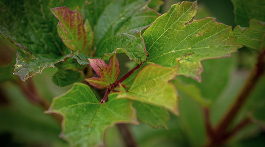 Herbstfärber