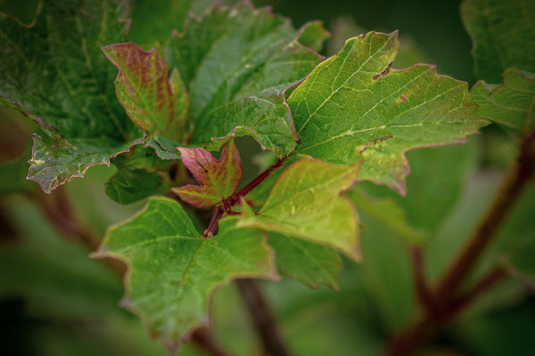 Herbstfärber