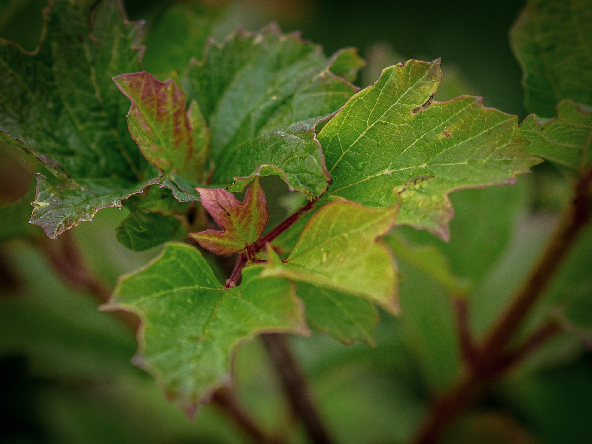 Herbstfärber