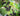 Grüne und schwarze Johannisbeeren