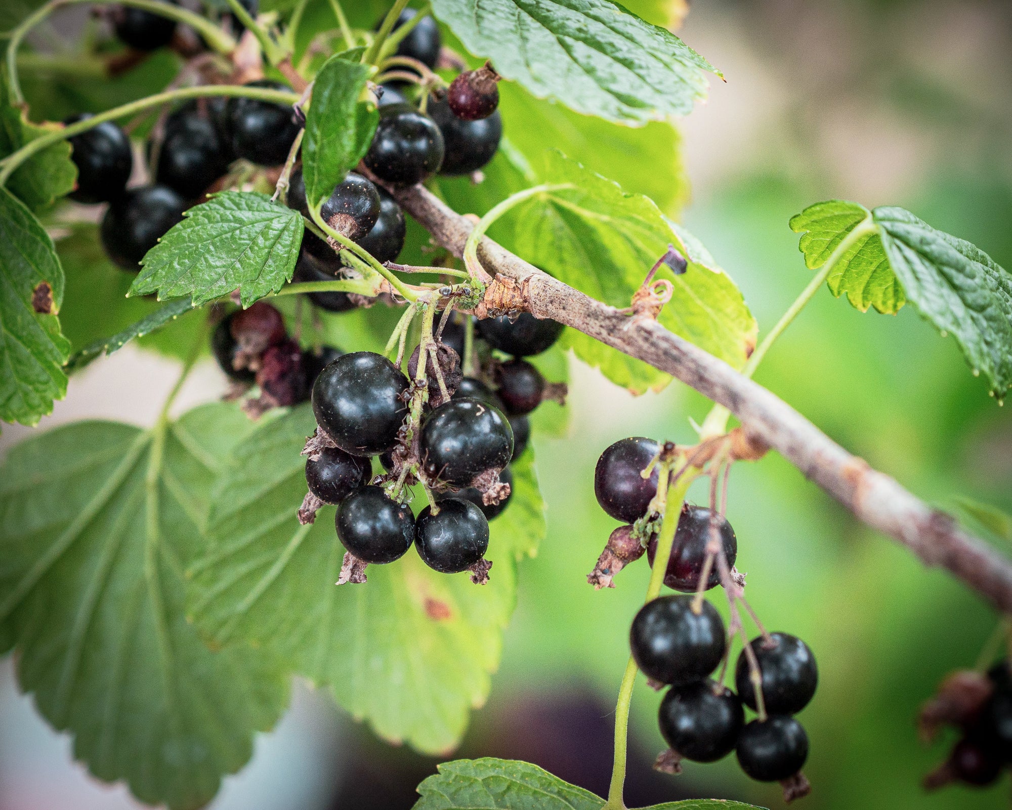 Grüne und schwarze Johannisbeeren