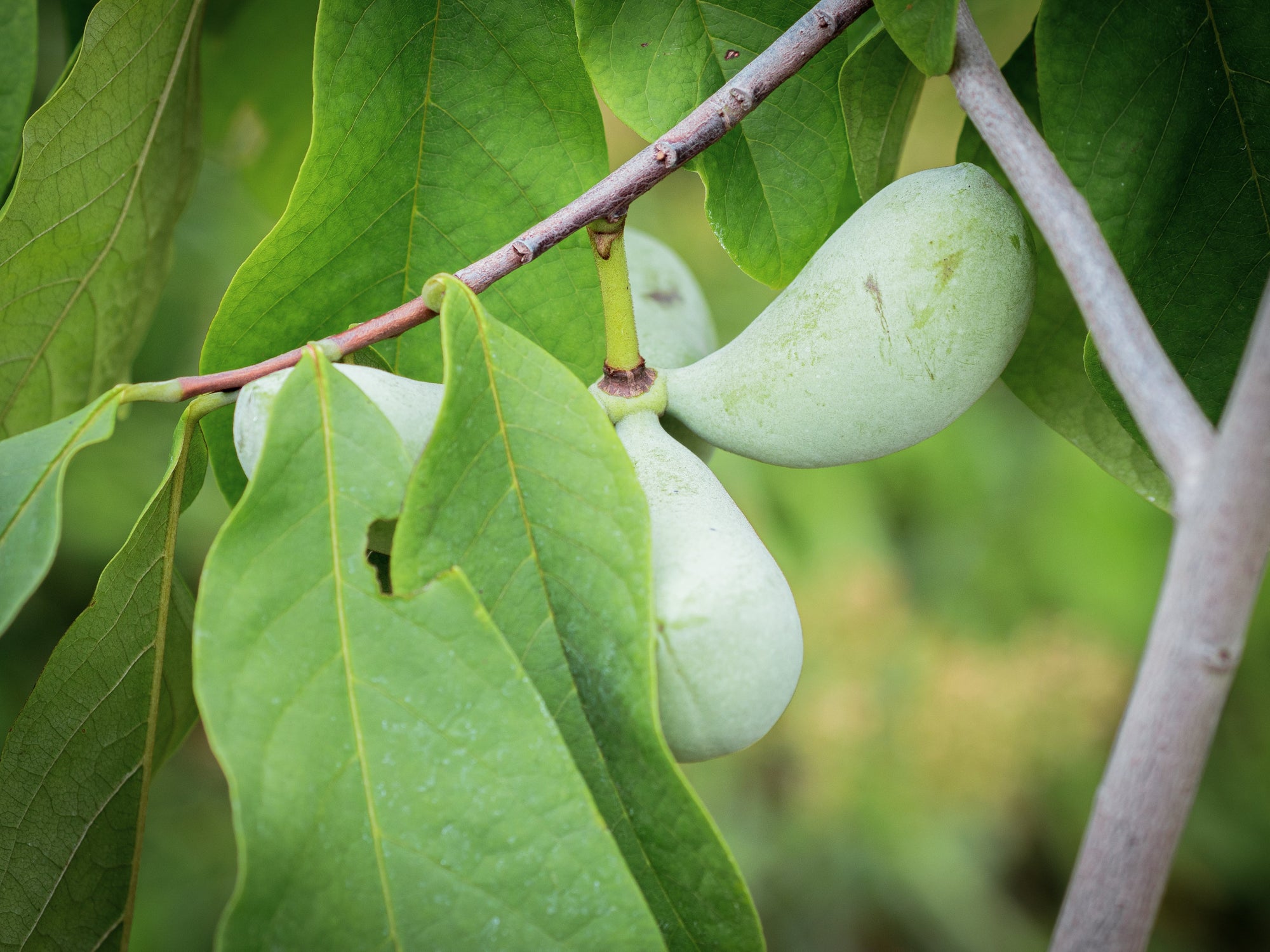 Paw Paws