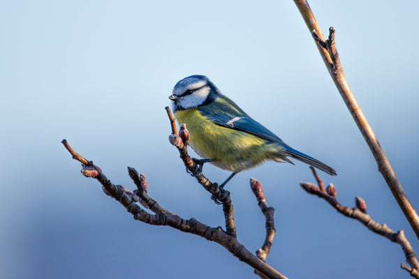 Vogelnährgehölze