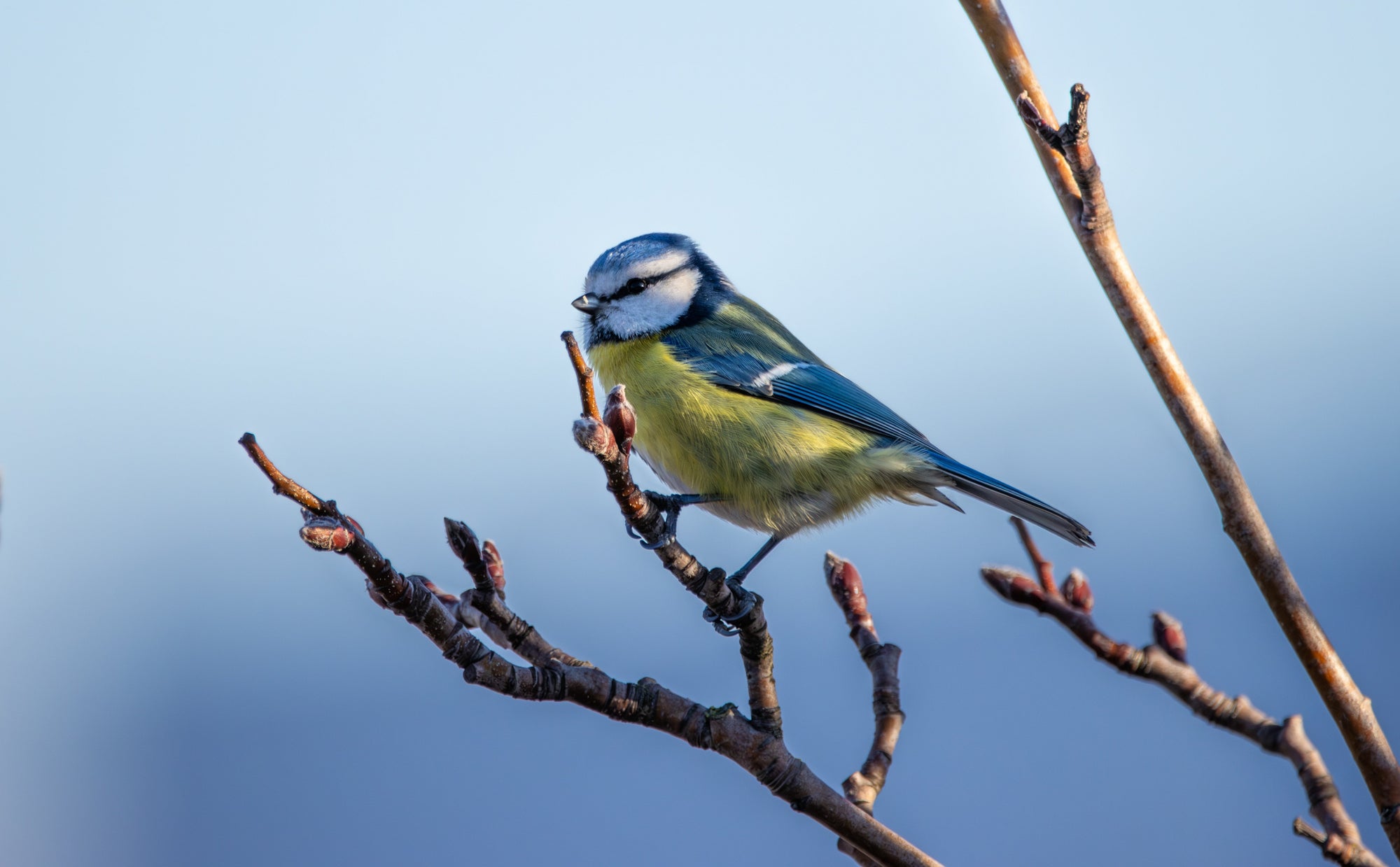 Vogelnährgehölze