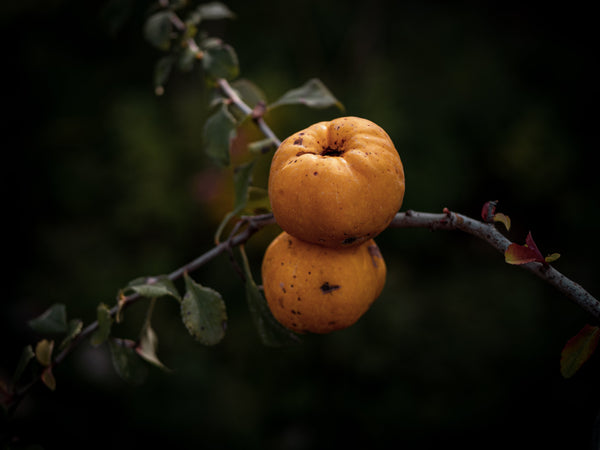 Obstgehölze