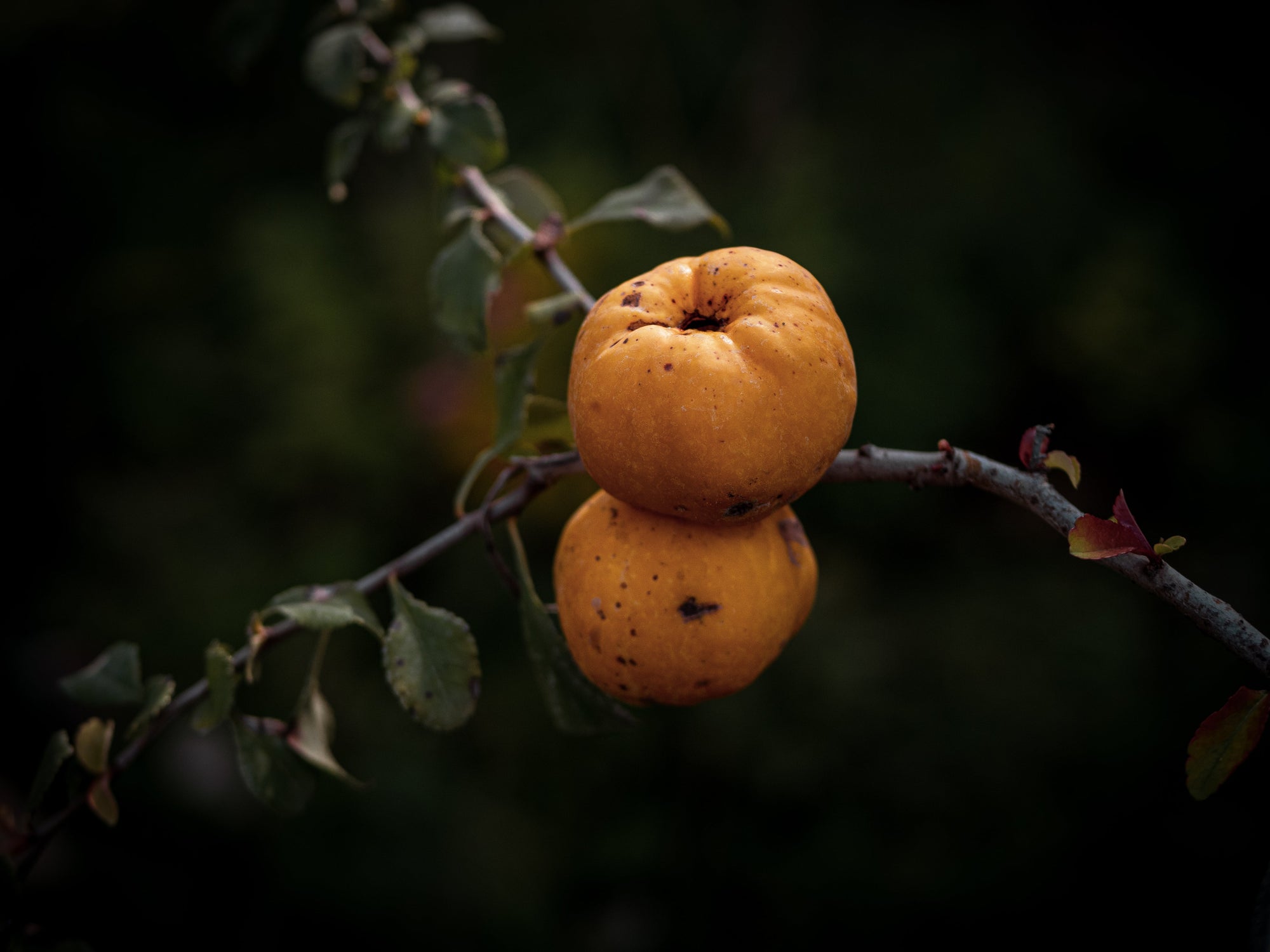 Obstgehölze
