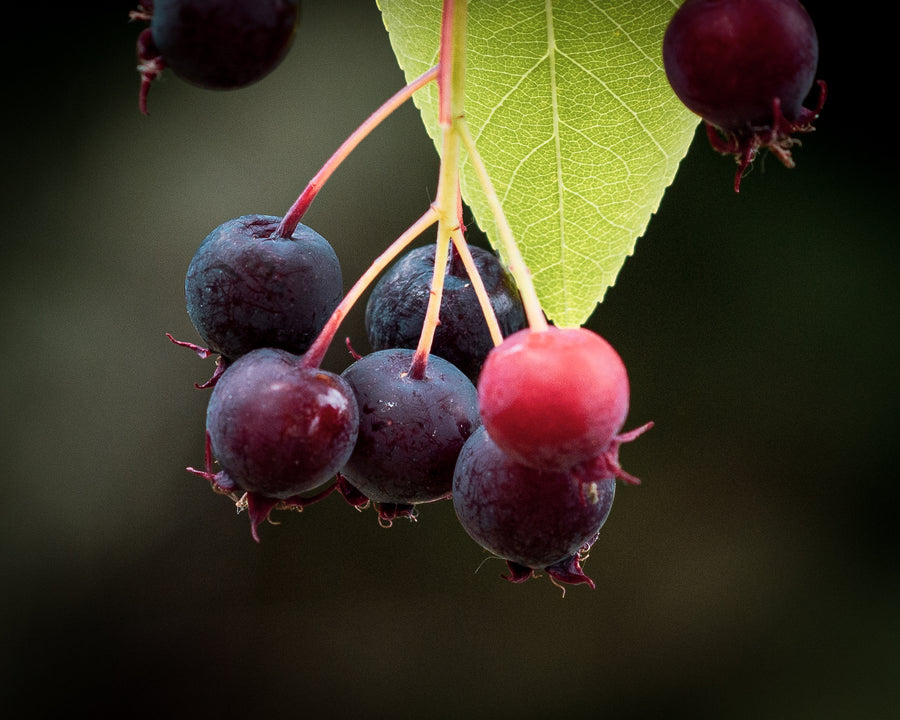 Felsenbirne Honeywood — Amelanchier alnifolia 'Honeywood'