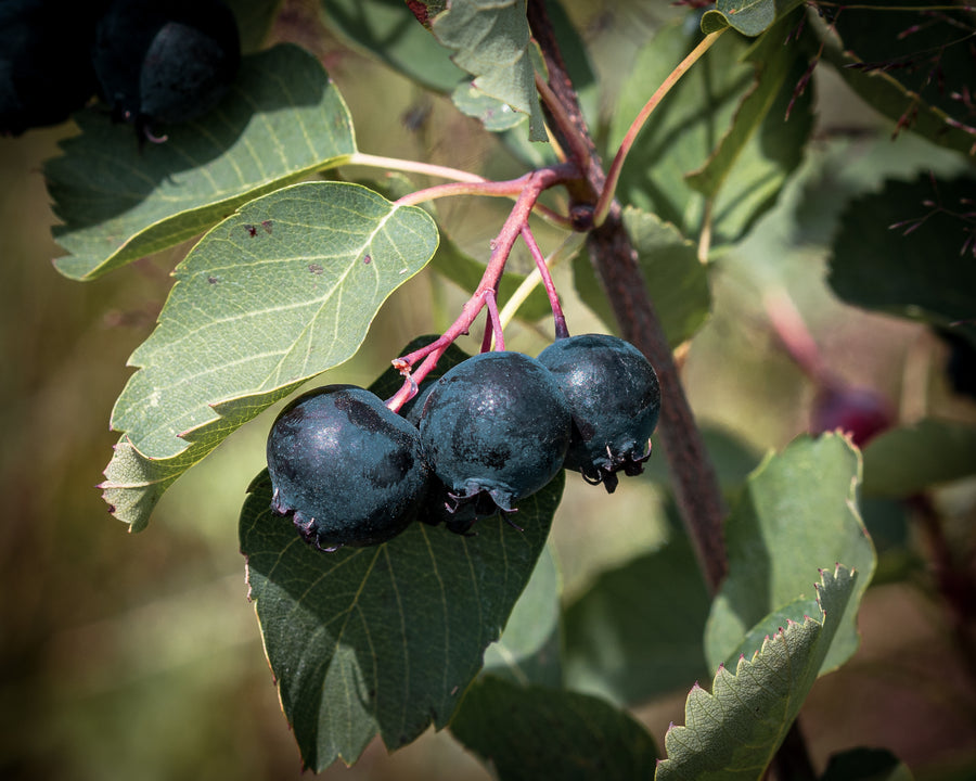Felsenbirne Smoky — Amelanchier alnifolia 'Smoky'