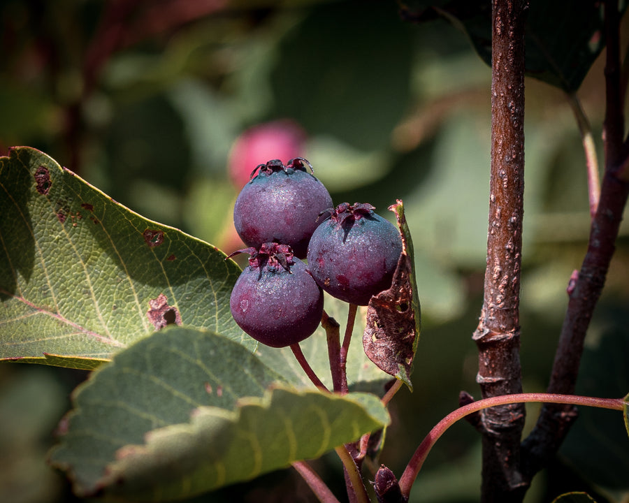 Felsenbirne Northline — Amelanchier alnifolia 'Northline'