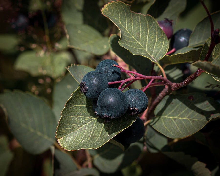 Felsenbirne Martin — Amelanchier alnifolia 'Martin'