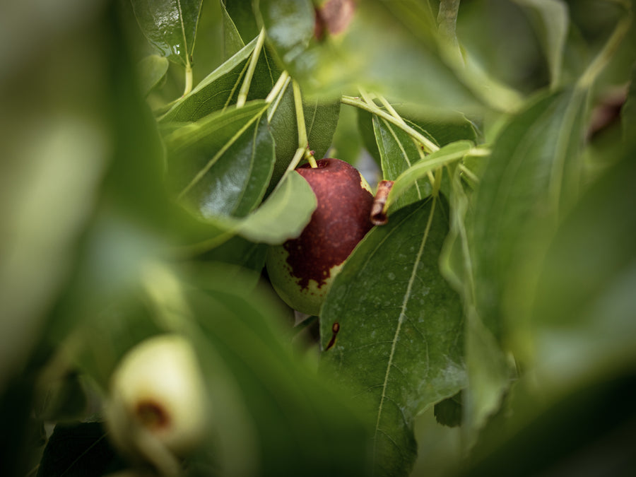 Jujube Lang — Ziziphus jujuba 'Lang'