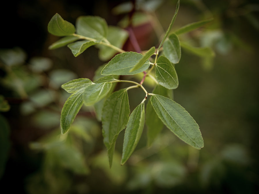 Jujube Lang — Ziziphus jujuba 'Lang'