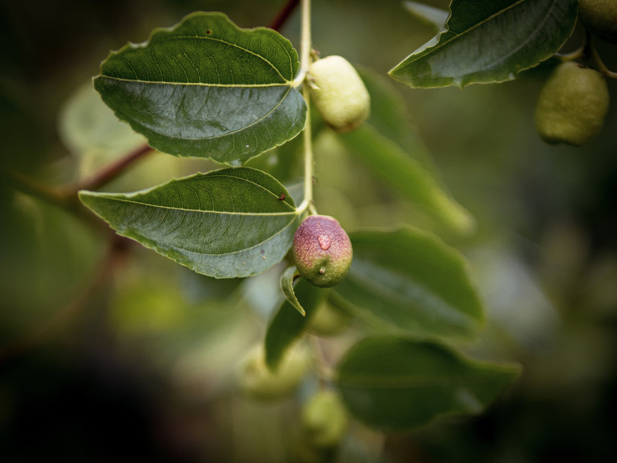 Jujube Li — Ziziphus jujuba 'Li'