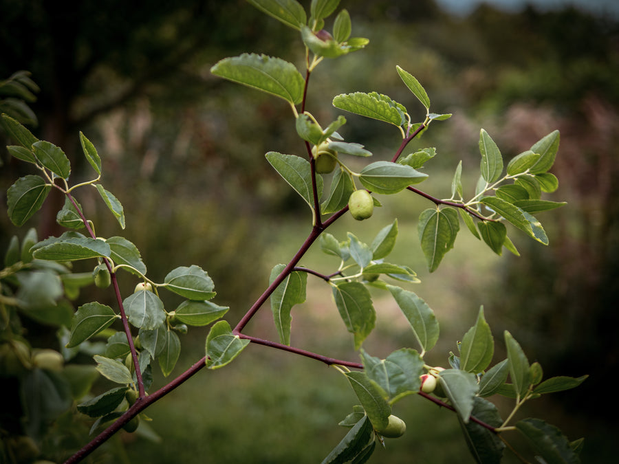 Jujube Li — Ziziphus jujuba 'Li'