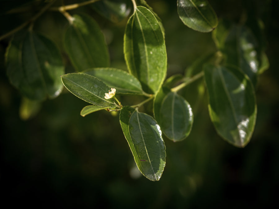 Jujube Row4Tree3 — Ziziphus jujuba 'Row4Tree3'