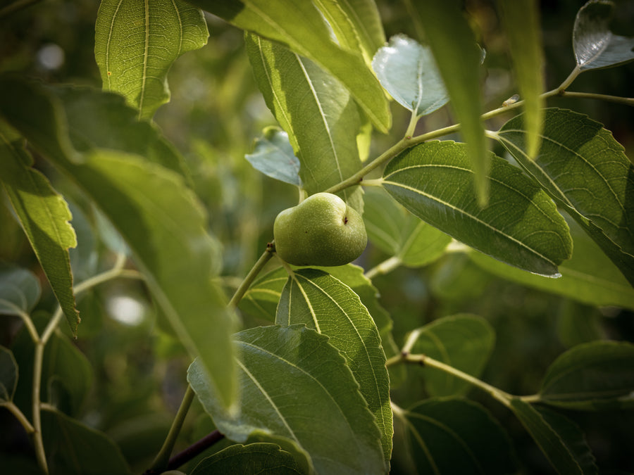 Jujube Tiger Tooth — Ziziphus jujuba 'Tiger Tooth'