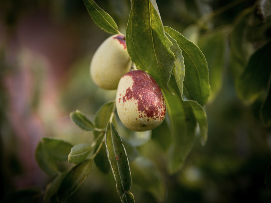 Jujube Ruski 5 — Ziziphus jujuba 'Ruski 5'