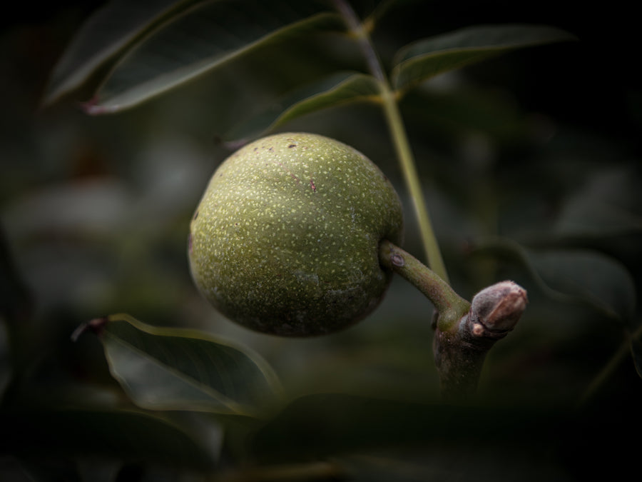 Walnuss Milotai ertragsstark — Juglans regia 'Milotai ertragsstark'