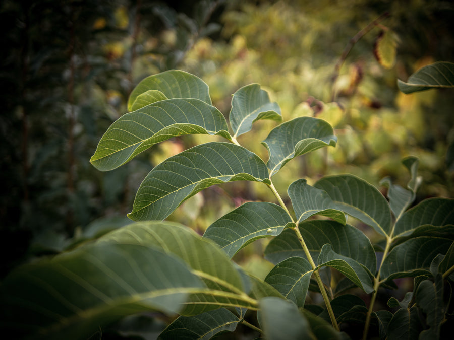 Walnuss Milotai spät — Juglans regia 'Milotai spät'