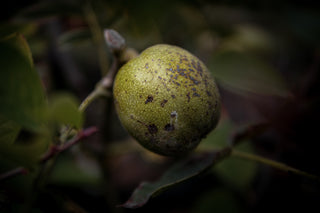Walnuss Großfrüchtige Waldgarten-Auslese, Frucht mit intakter Schale im Detail