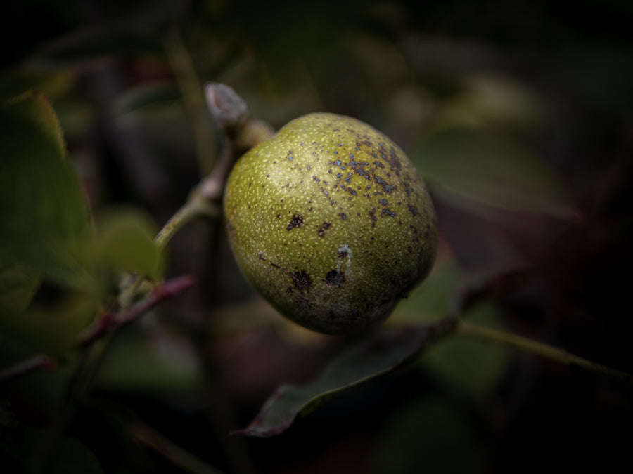 Walnuss Großfrüchtige Waldgarten-Auslese — Juglans regia 'Großfrüchtige Waldgarten-Auslese'