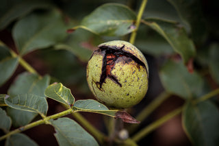 Walnuss Alsoszentivaner 117, Frucht mit leicht aufgebrochener Schale