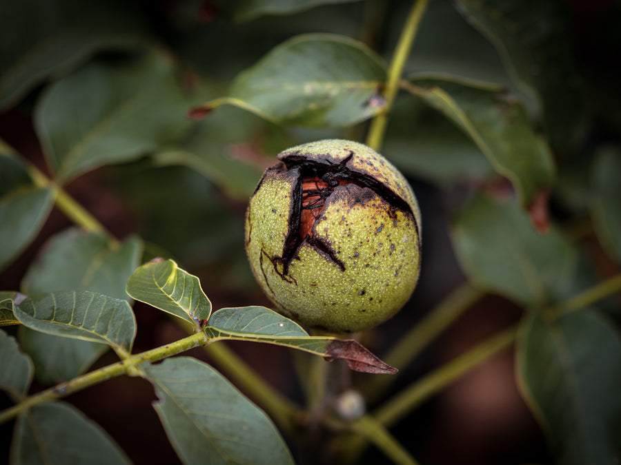 Walnuss Alsoszentivaner 117 — Juglans regia 'Alsoszentivaner 117'