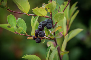 Apfelbeere, Trieb mit Blättern und blau-violetten Früchten im Detail