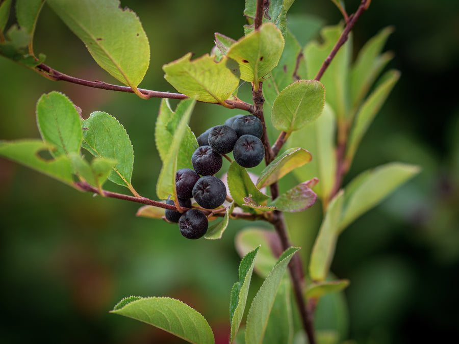 Apfelbeere — Aronia melanocarpa