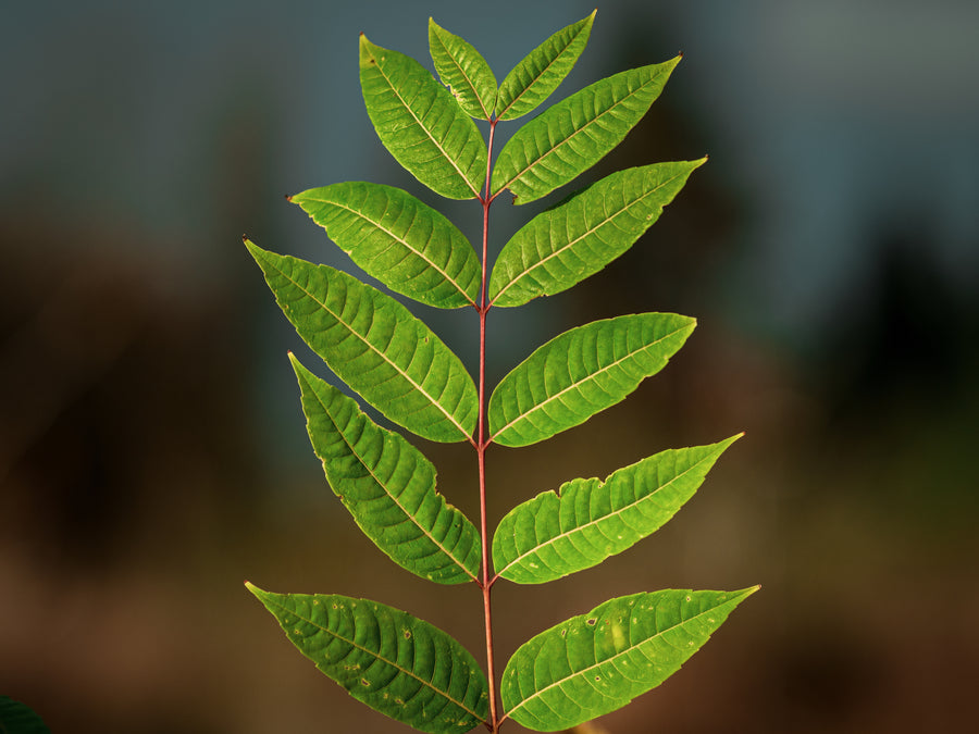Chinesischer Gemüsebaum — Toona sinensis