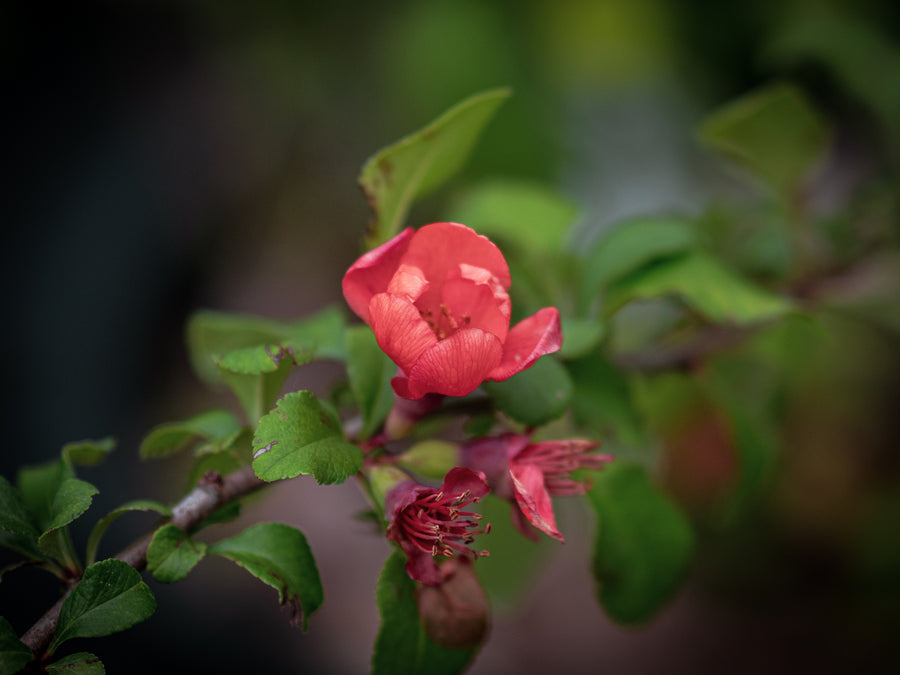 Nordische Zitrone Cido — Chaenomeles japonica 'Cido'