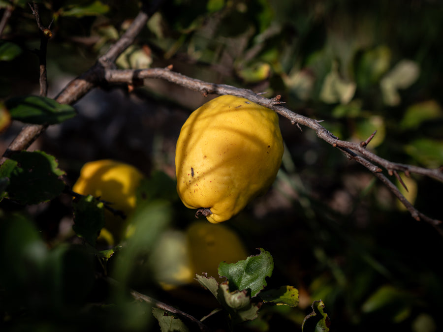 Nordische Zitrone Cido — Chaenomeles japonica 'Cido'