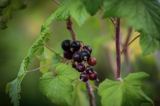 Schwarze Johannisbeere Hedda, reifende Früchte 